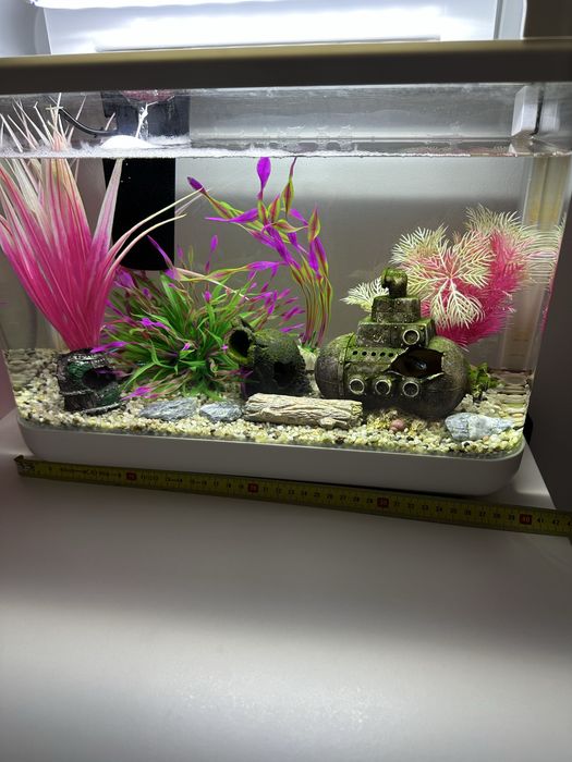 Akwarium wraz z zawaroscią