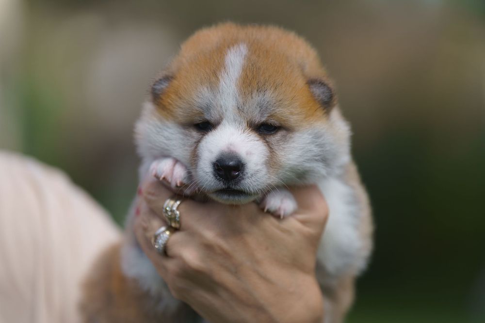Akita, Akita Inu ZKwP FCI