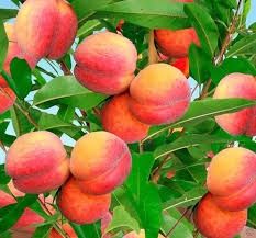 Саджанці персика. Купити саджанці. Плодові дерева