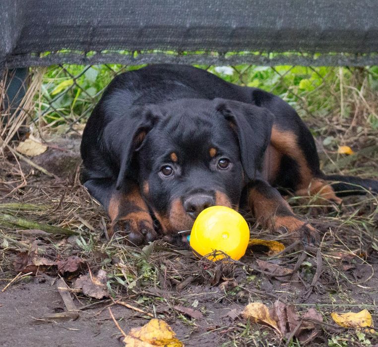 Rottweiler ZKwP / FCI