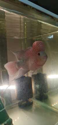 Excelente Flowerhorn