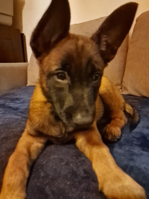 Pastor Belga Malinois