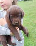 Lablador Retriever Czekoladowy