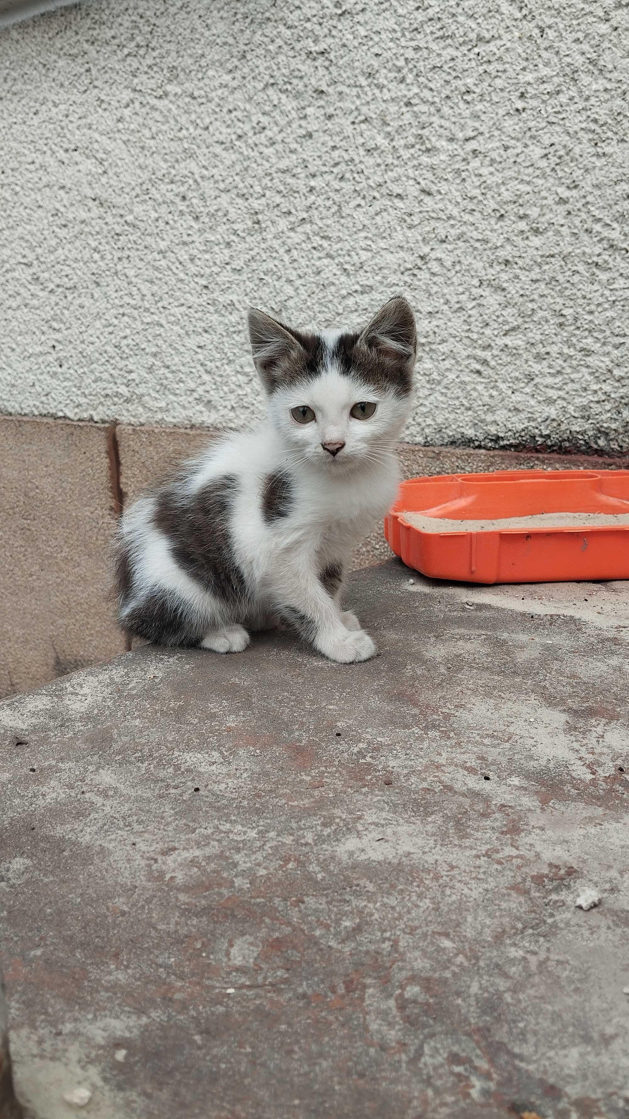 Віддам в добрі руки кошенят