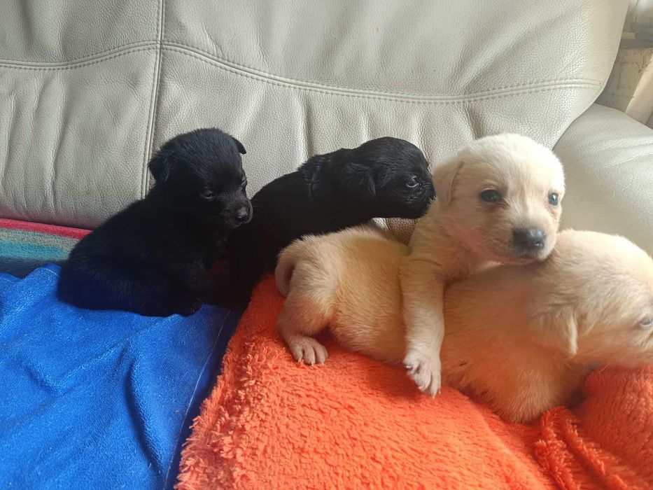 Labrador Retriever [ Bielsko - BIała ]