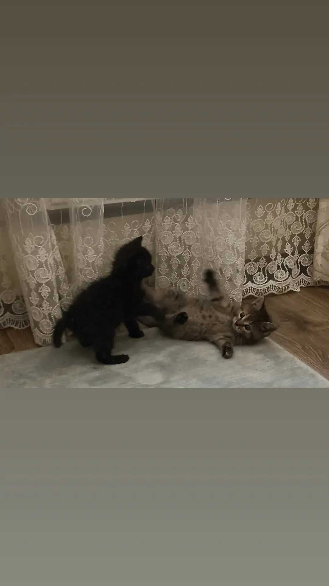 Отдам котят в добрые руки