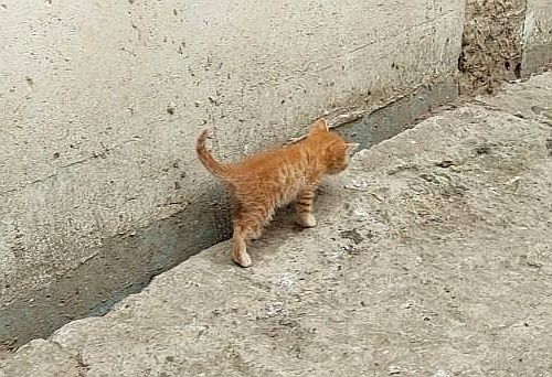 Кошенята шукають господаря