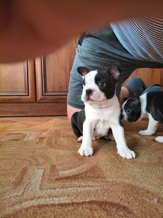 Boston Terrier Piesek