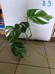 Monstera variegata