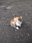 Котята ищут семью