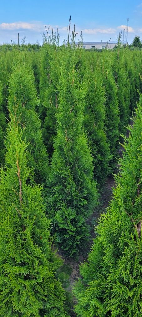 Tuja Smaragd 100 cm Dostawa gratis thuja brabant tuje Rabka zdroj