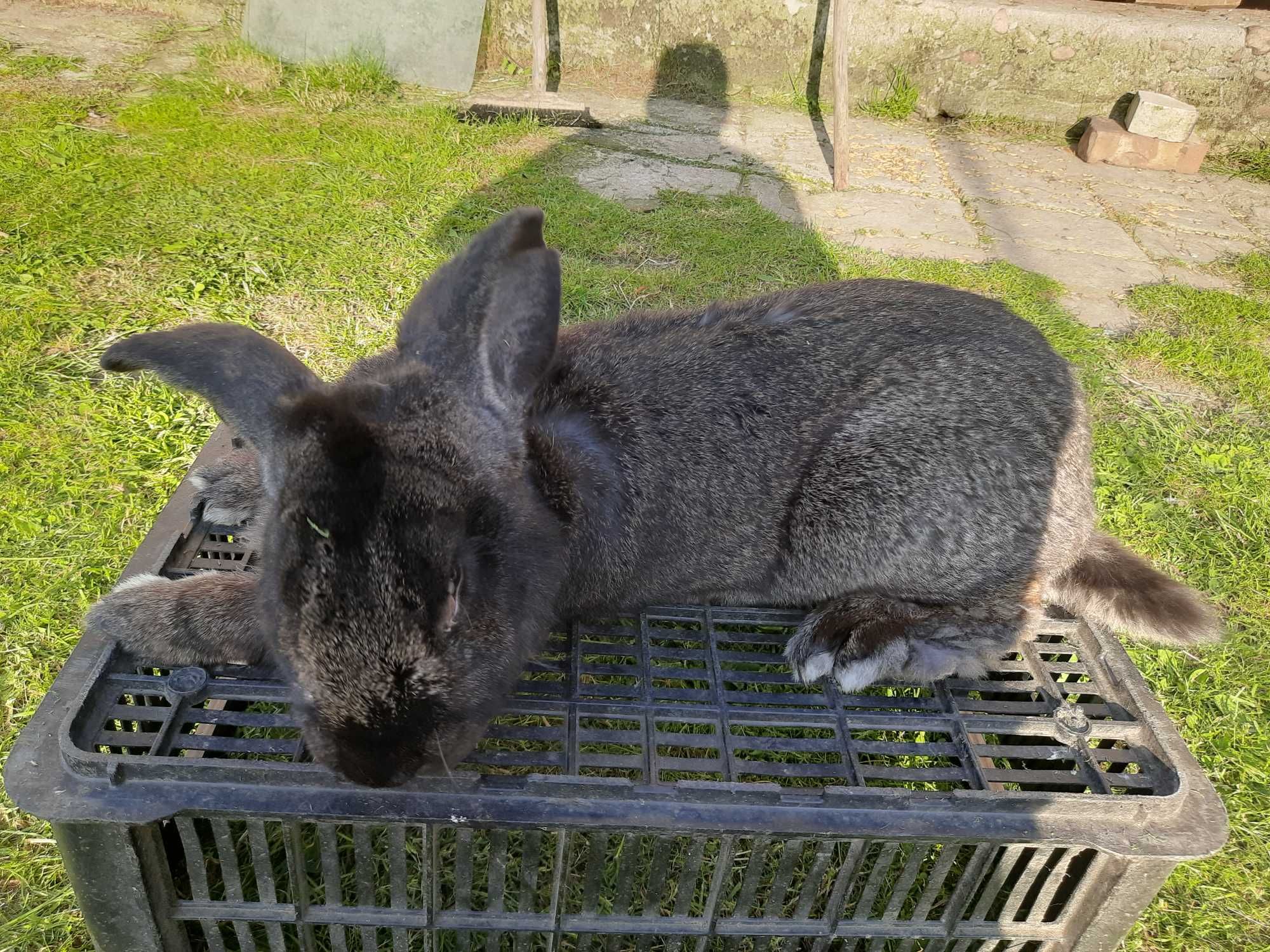 Kroliki belgijskie olbrzym
