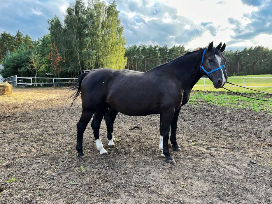 Kare wałachy po oldenburskim Grand Master