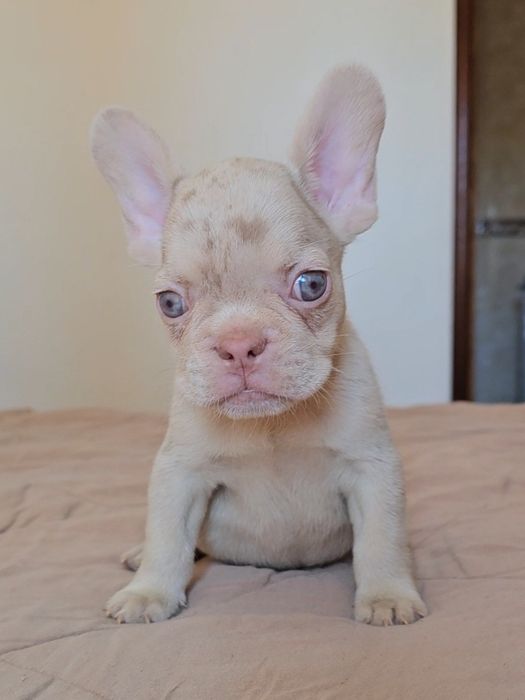 Bulldog Francês New shade merle and tan