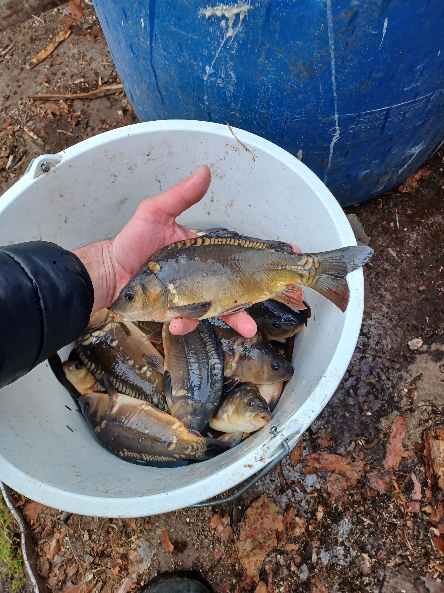 Karp narybek/kroczek. Jesiotry , Amur , Lin , Miętus.