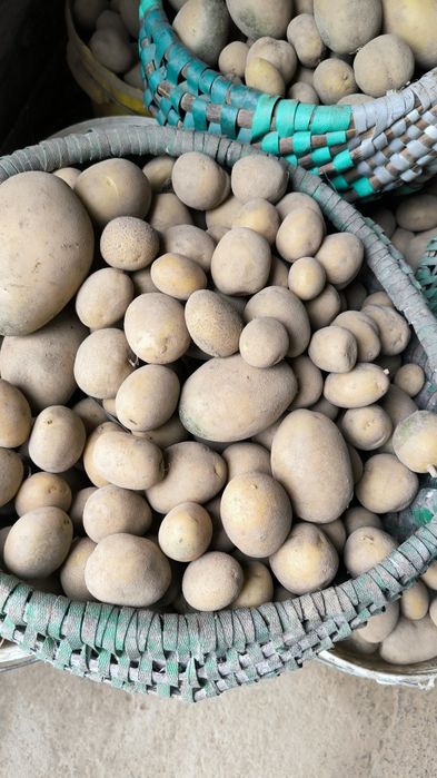 Oddam odpady ziemniaków