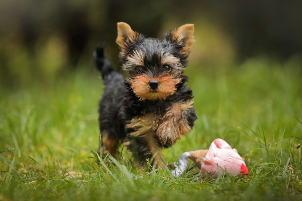 Yorkshire Terrier - ZKwP (FCI) - Piesek