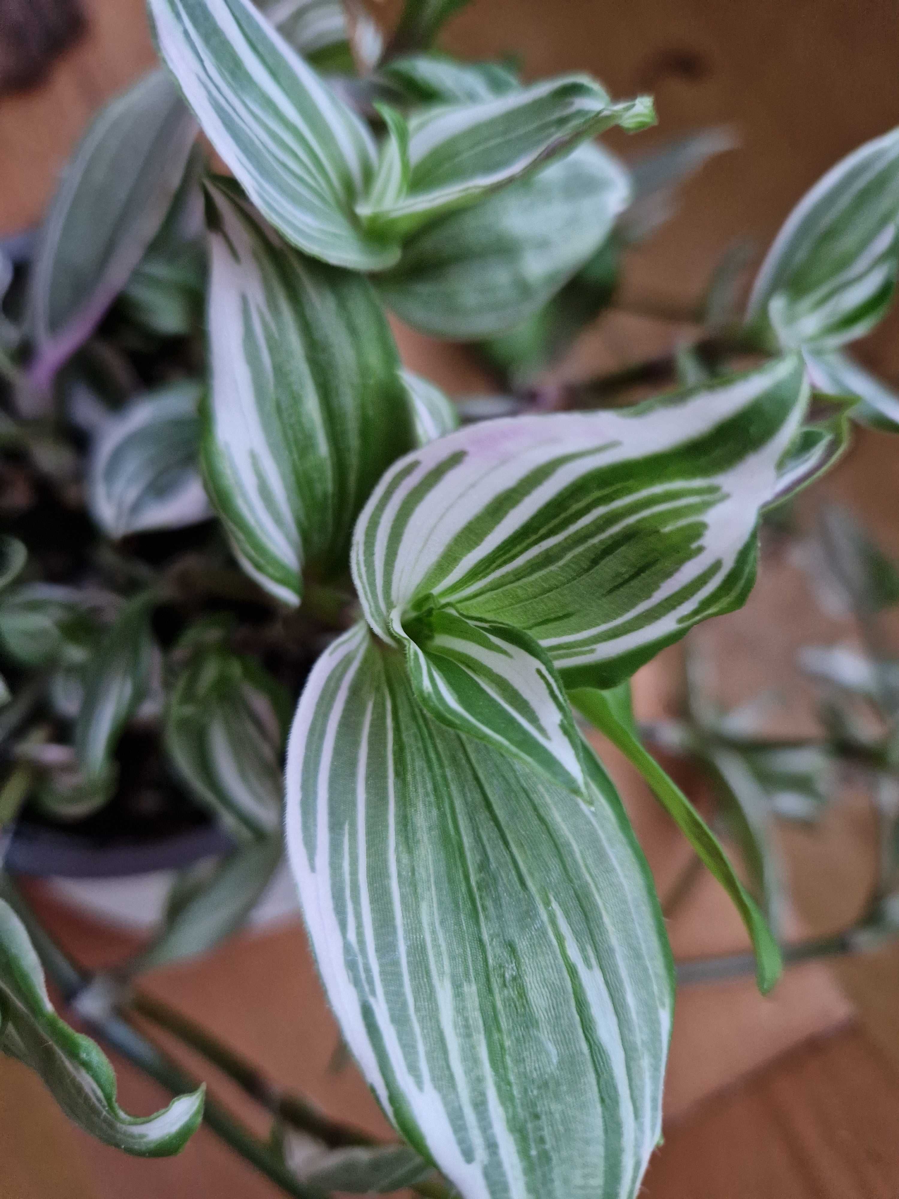 Tradescantia albiflora variegata ‘Albovittata