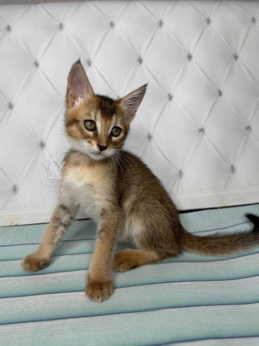 Chausie F2 Дівчинка д.н. 22.06.2023