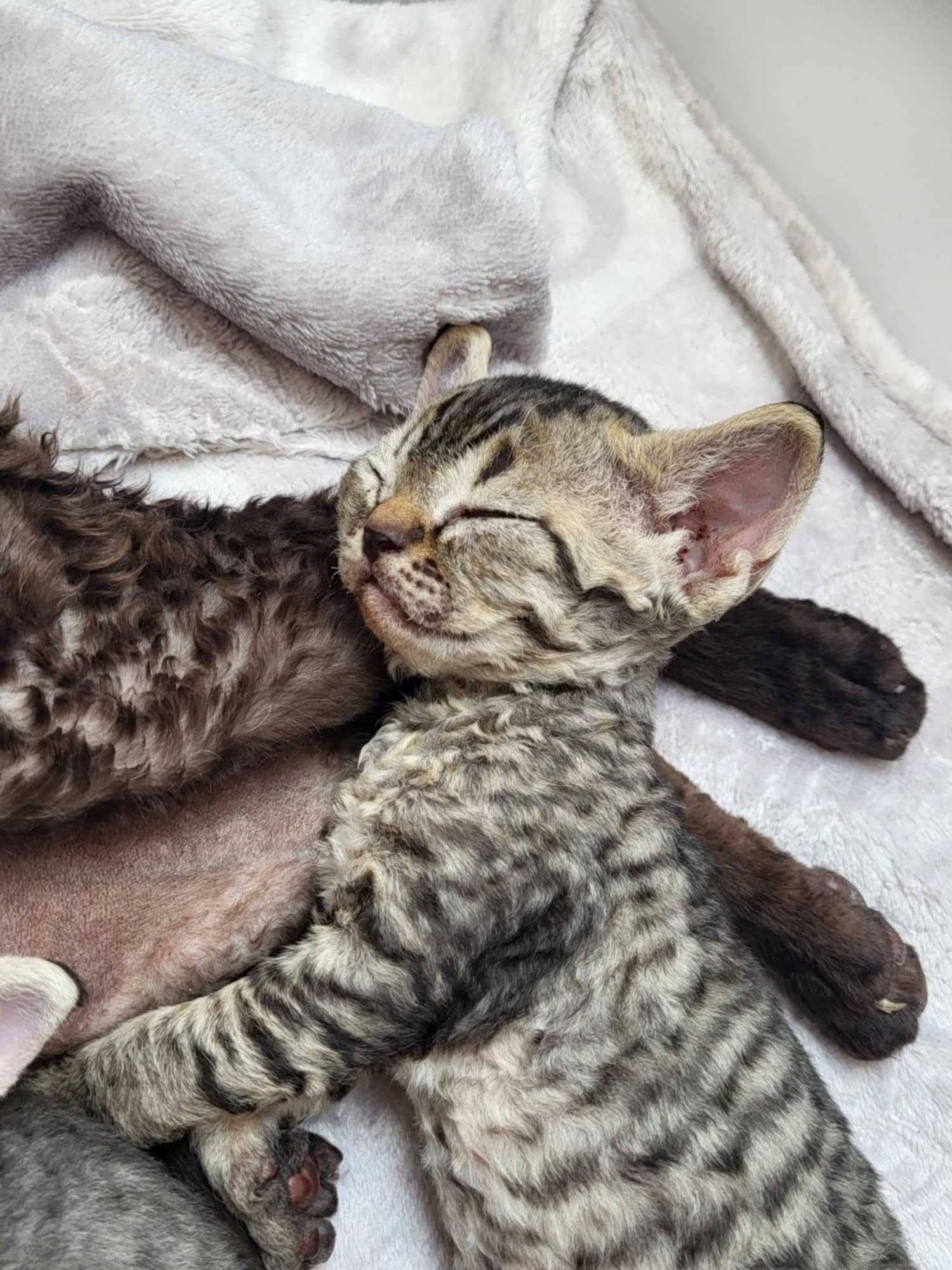 Kot Devon Rex Kociak Devon Devonek Rex Panterka