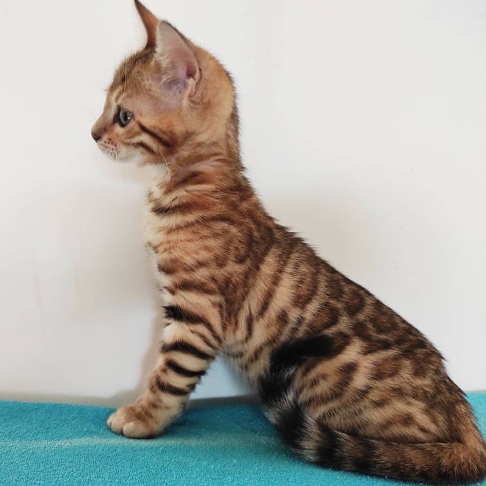 Бенгальская кошечка