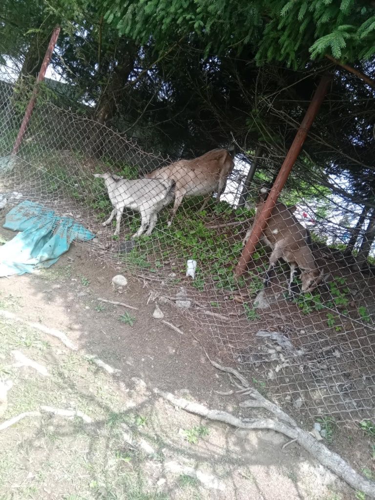 Sprzedam kozę z  młodymi
Sprzedam kozę z trzymiesięcznymi młodymi kózk