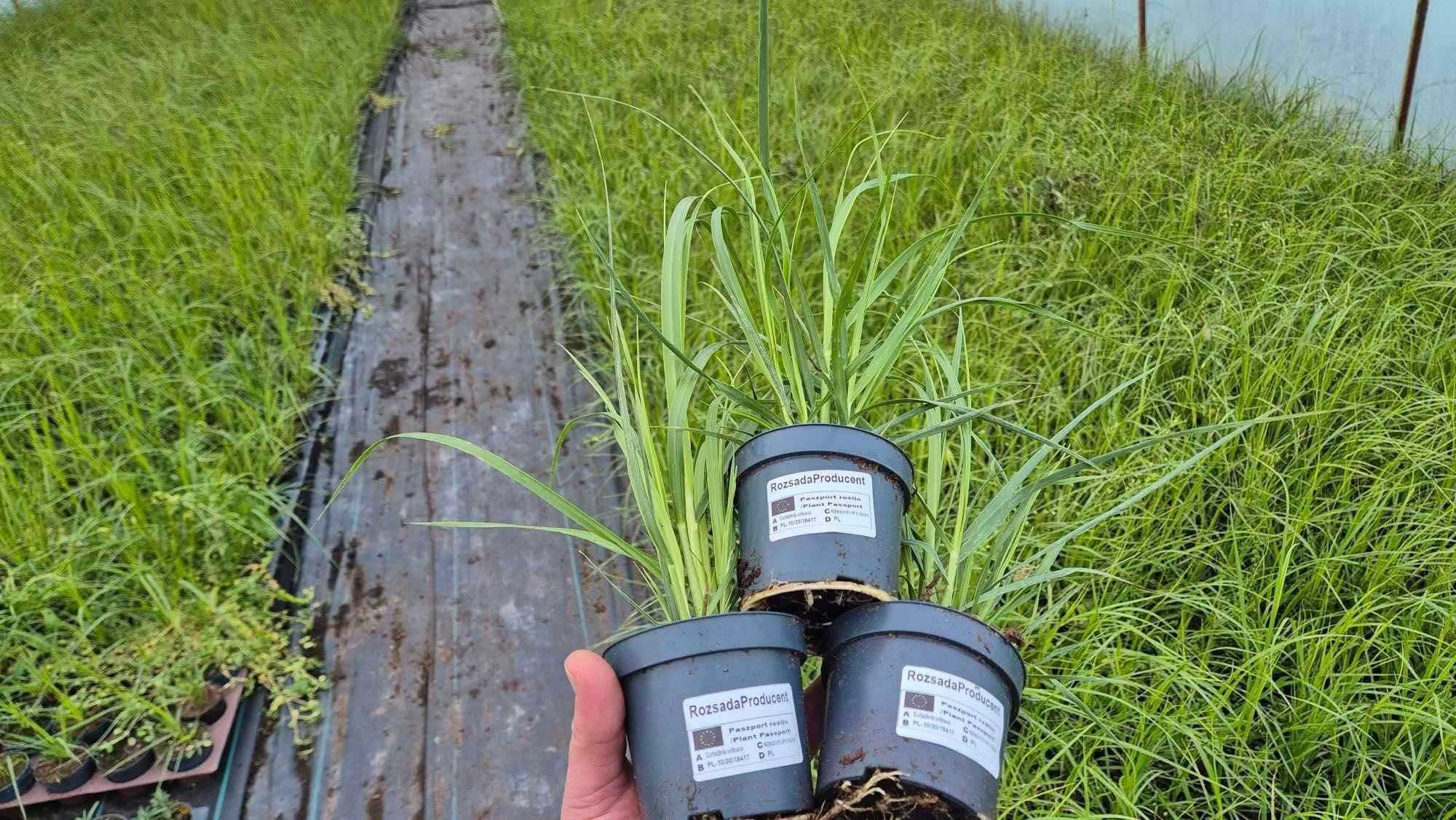 Trawa Pampasowa Biała i Różowa Ozdobne Rózne odmiany MIskant Rozplenic