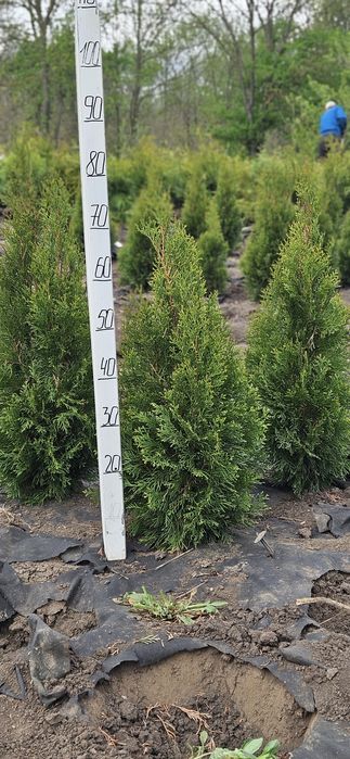 РОЗПРОДАЖА Туя смарагд 70-80см звільняємо участок