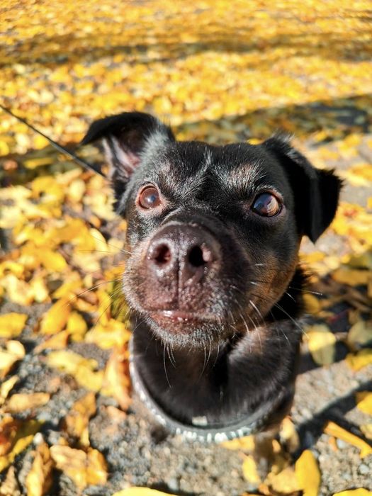 MAX szuka nowego domu