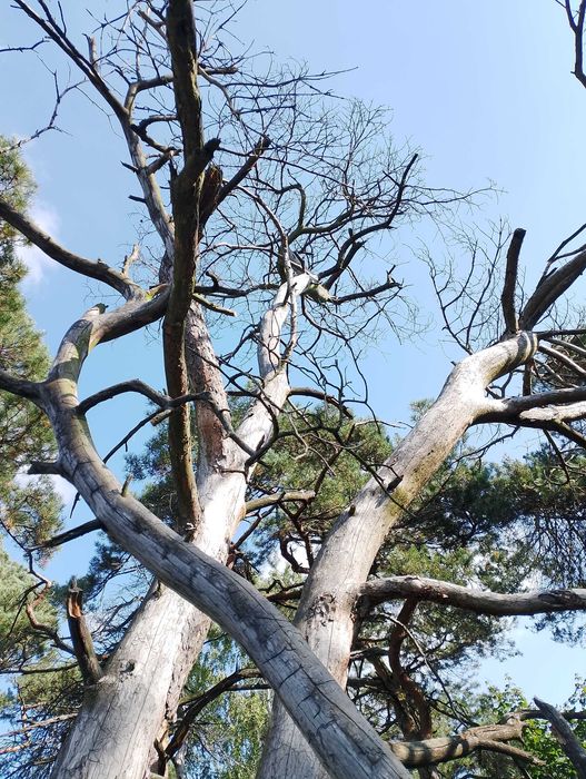 Wycinka i pielęgnacja drzew,  rębak  frezarka do pni