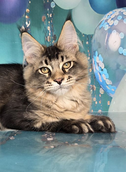 Котёнок мейн-куна девочка и мальчик