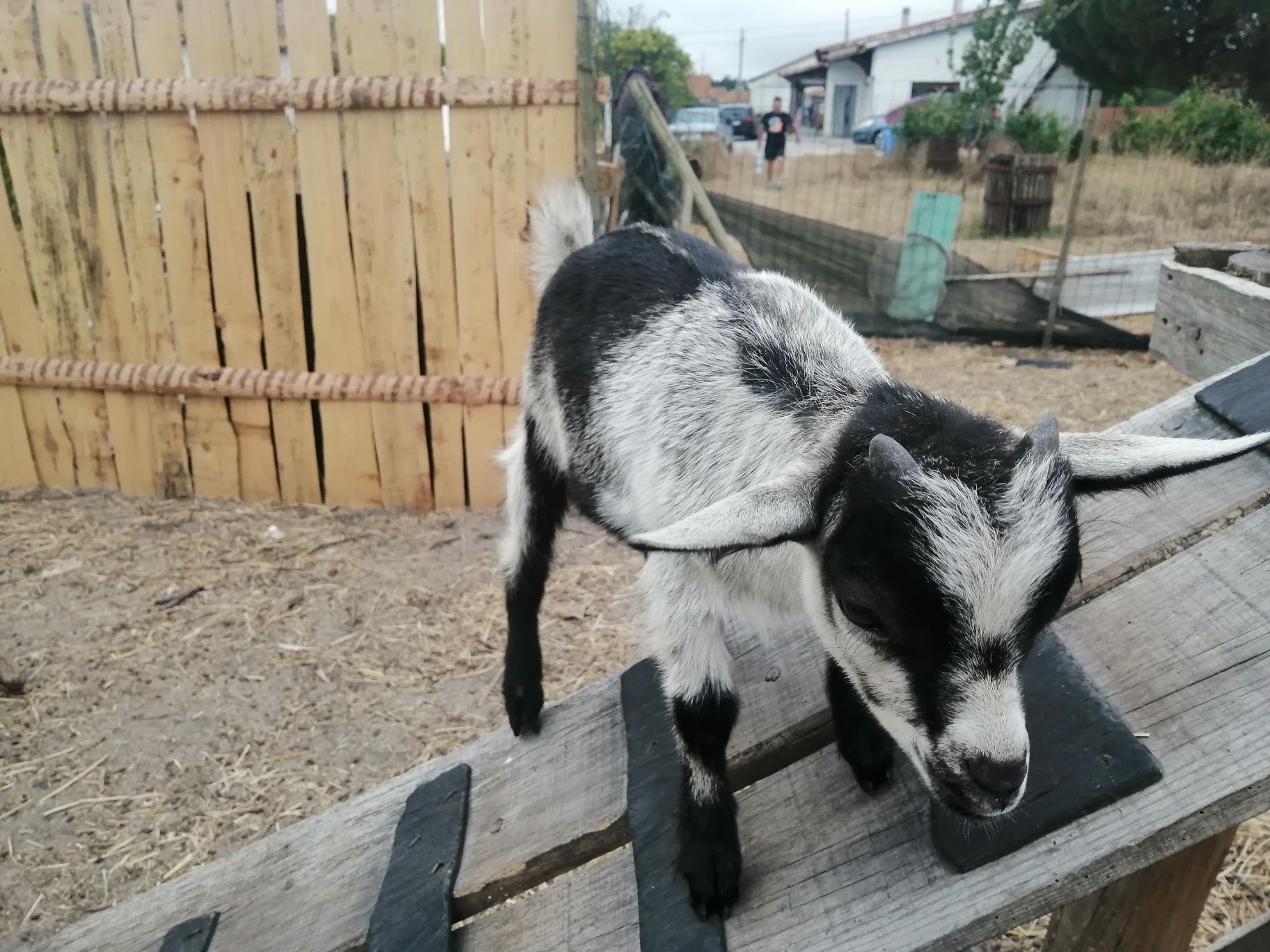 Vendo cabrito anão nascido em 20/05