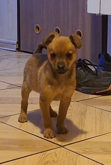 Oddam za darmo - szczeniaka