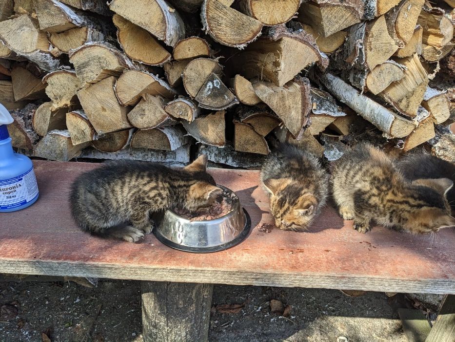 Кошенята сіренькі трьхколірні