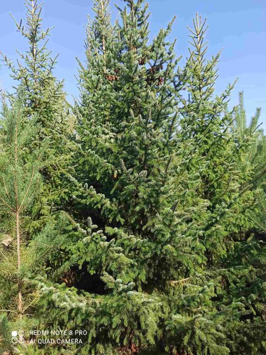 Świerk Serbski z bryłą z plantacji, o wysokości 3-4m Sadzimy Premium