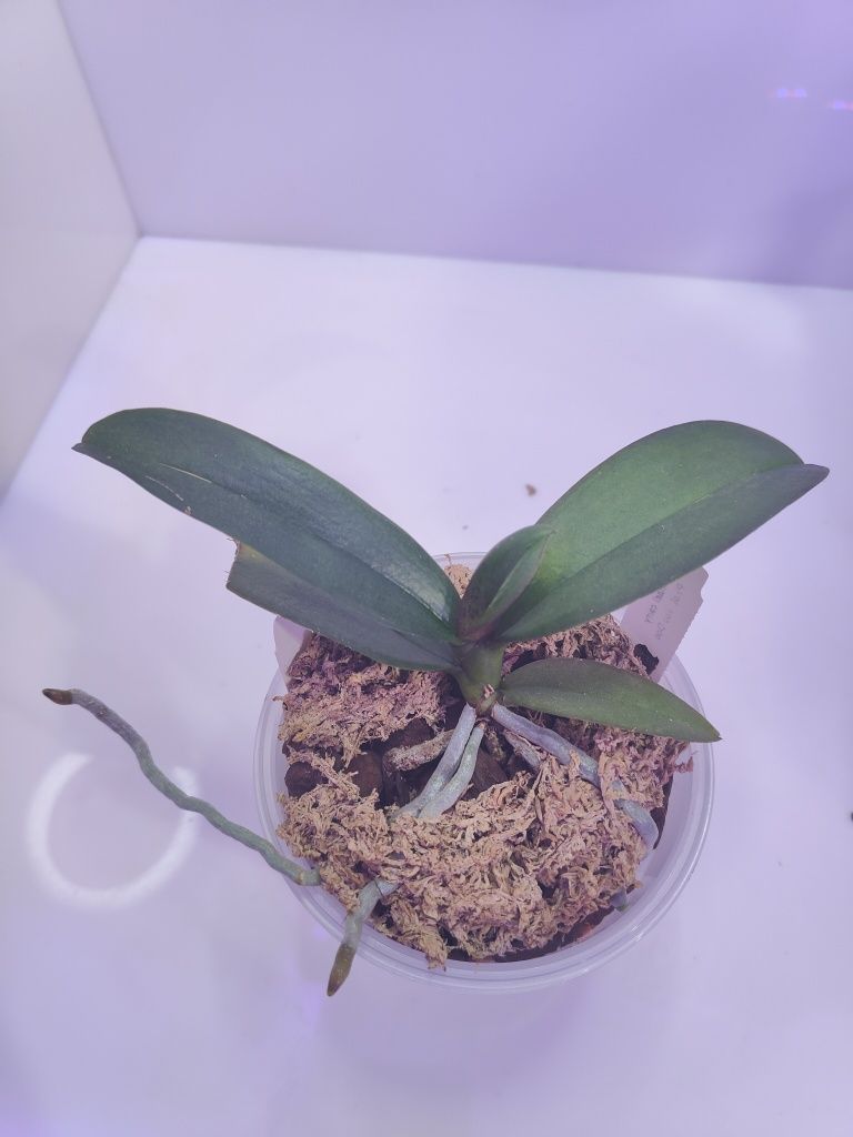Орхидея Voodoo (вуду)