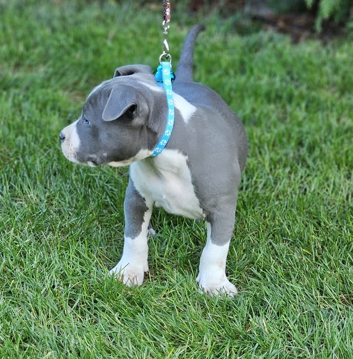 Piękny piesek amstaff