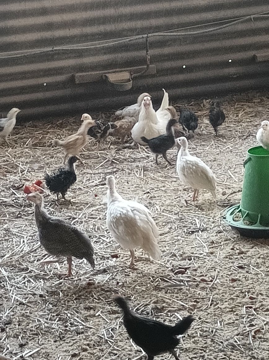 Patos mudos ,perus e fracas