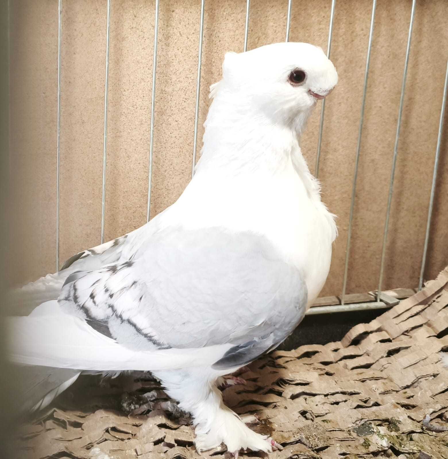 Mewka orientalna bluety