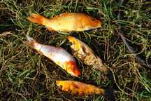karp koi narybek rózne kolory 12-14 cm