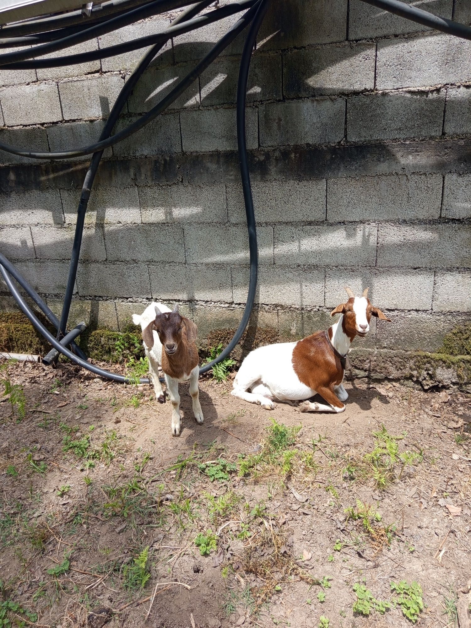 Cedo ou troco um macho boer com dois meses