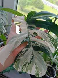 Monstera variegata