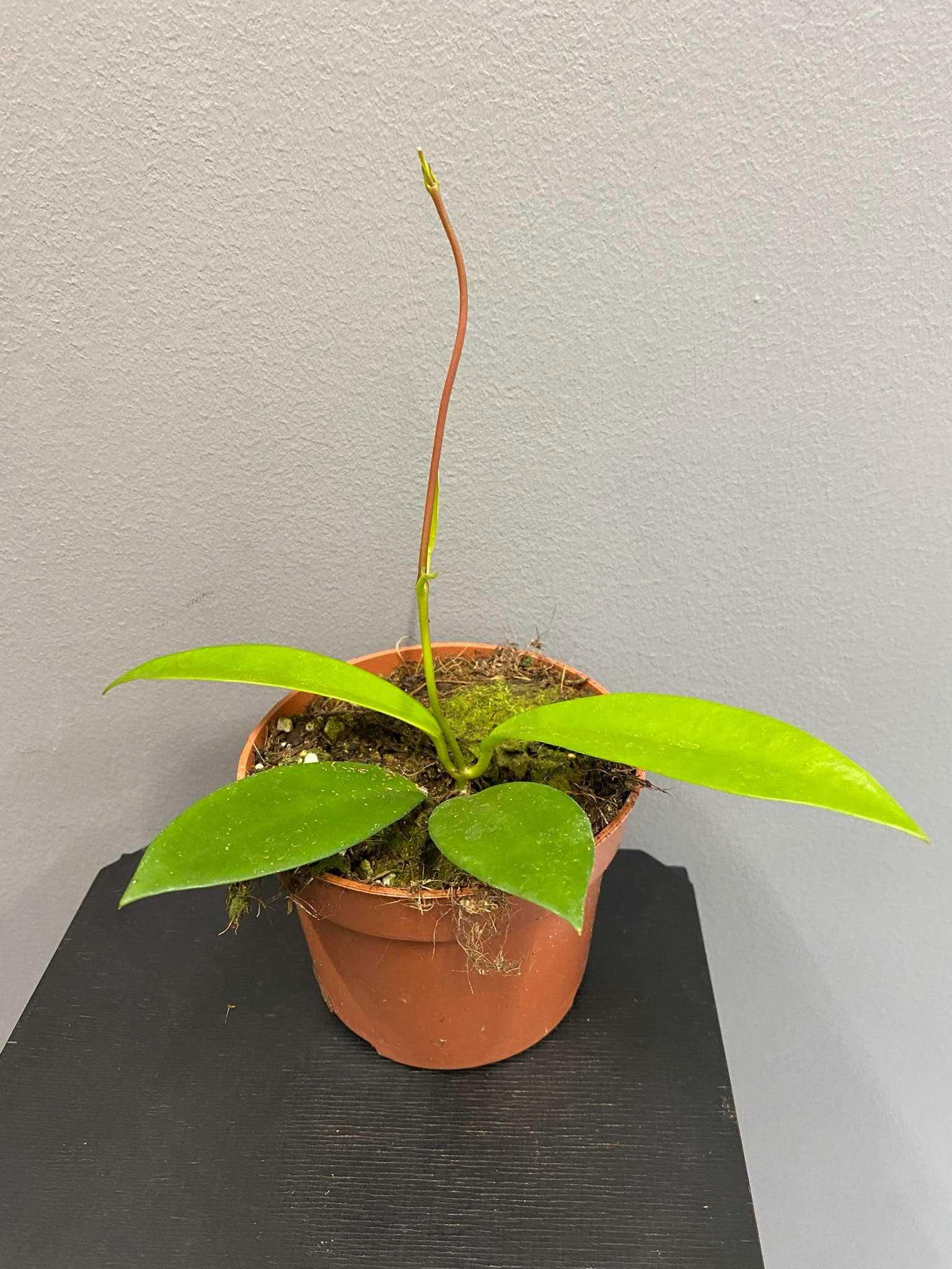 Hoya Black Dragon Hoja