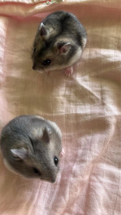 Хом’ячка Джунгарики