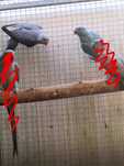 Ring necks novos