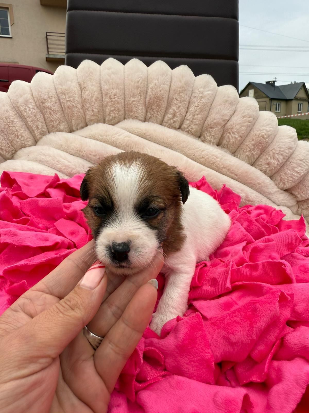 Jack Russell Terrier ZKwP FCI