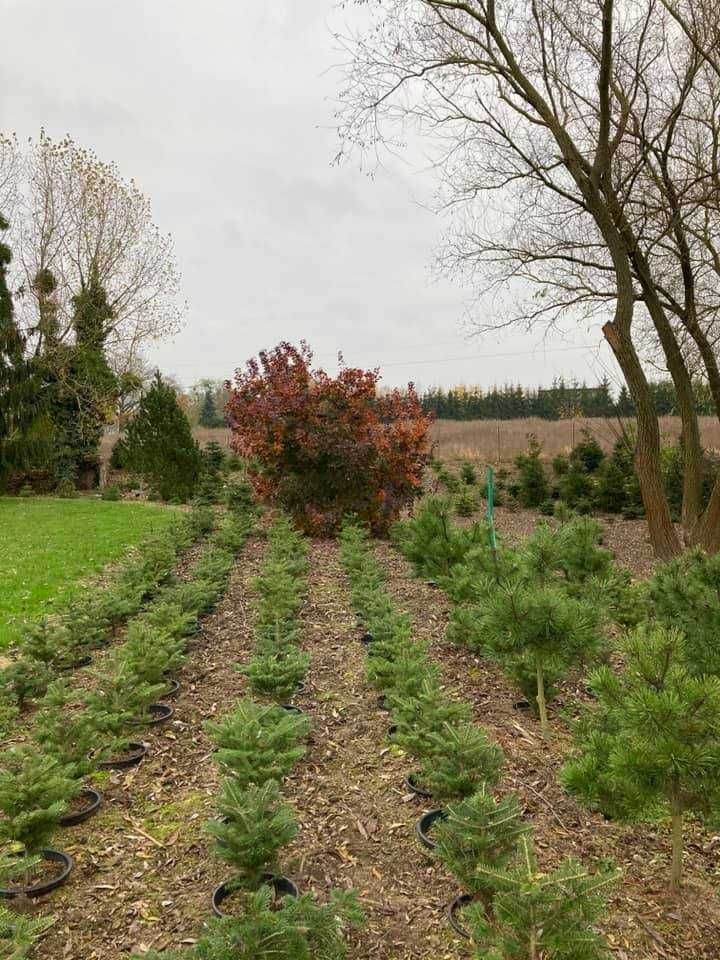 Choinki, drzewka świąteczne, plantacja