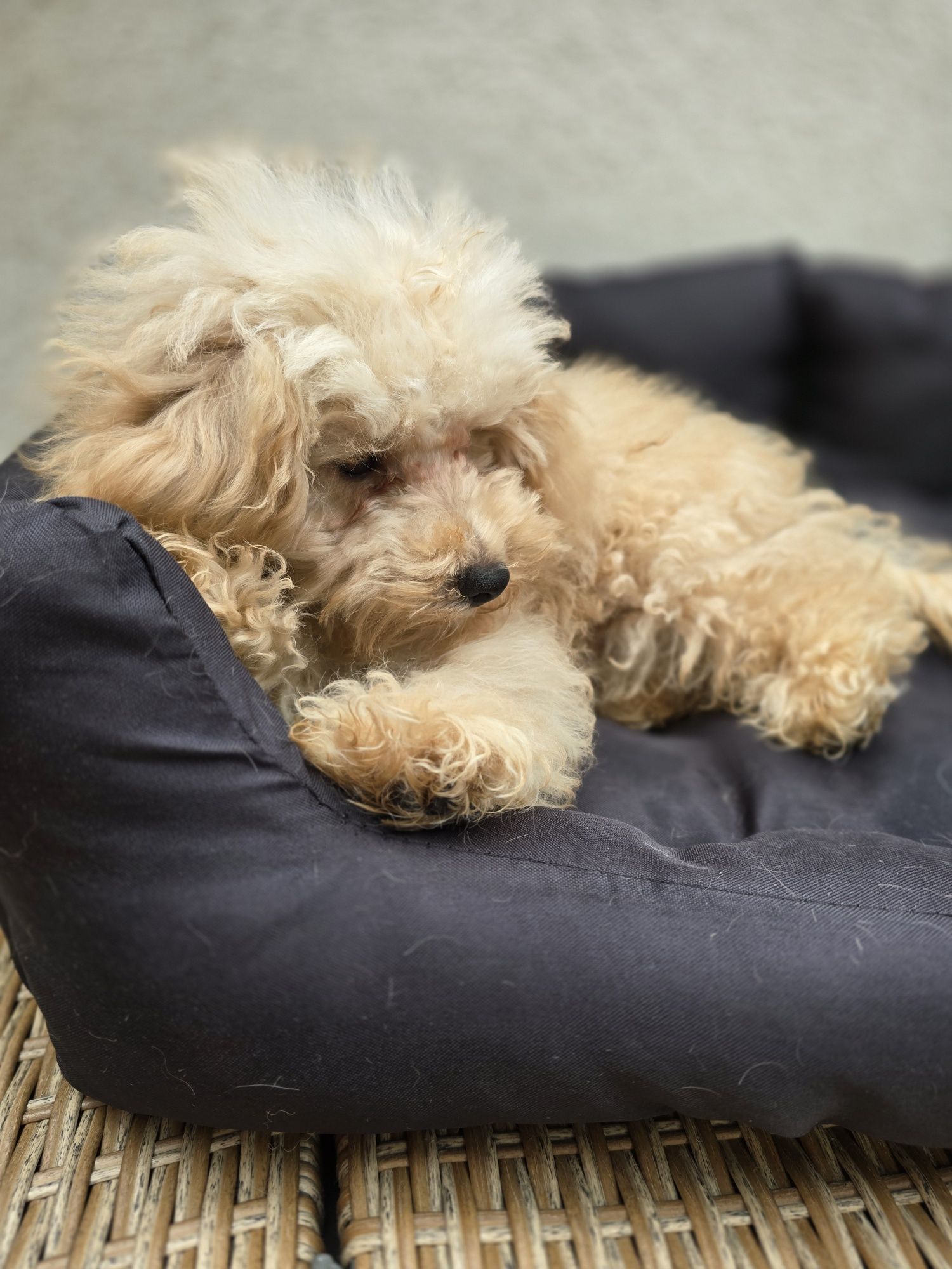 Maltipoo / chłopczyk