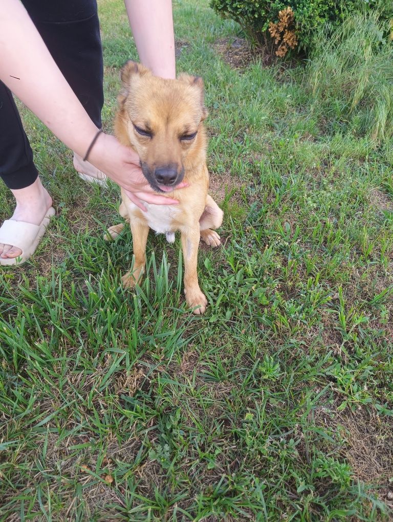 Karmelek poleca się do adopcji