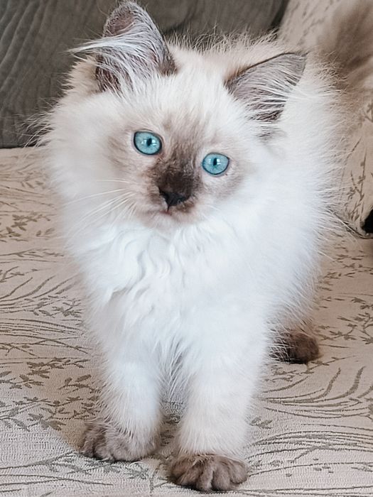 Piękna kotka Neva Masguerade